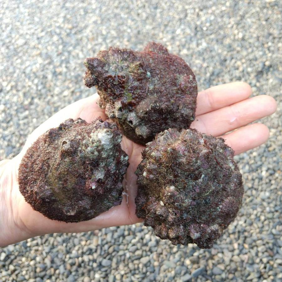 ギンタカハマ 1匹 殻高4.5~6cm程度 死着保障としてシッタカ貝のS・M・Lサイズを各1匹ずつ 海水水槽 底中心のお掃除生体 コケ取り ...