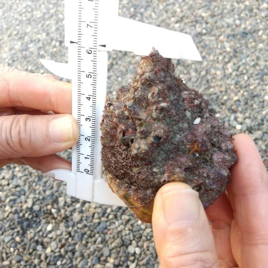 ギンタカハマ 1匹 殻高4.5~6cm程度 死着保障としてシッタカ貝のS・M・Lサイズを各1匹ずつ 海水水槽 底中心のお掃除生体 コケ取り ...