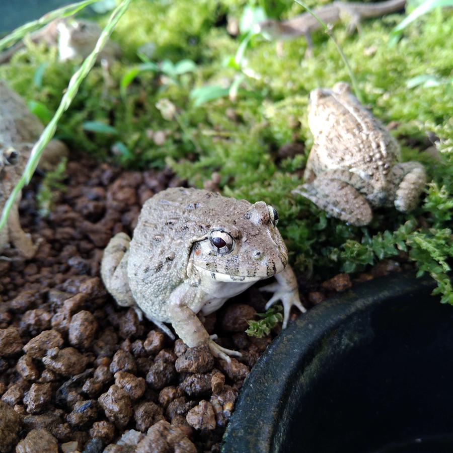 活エサ ヌマガエル Mサイズ 胴長3~4cm 10匹 幼蛇用 生餌 えさ用 餌用