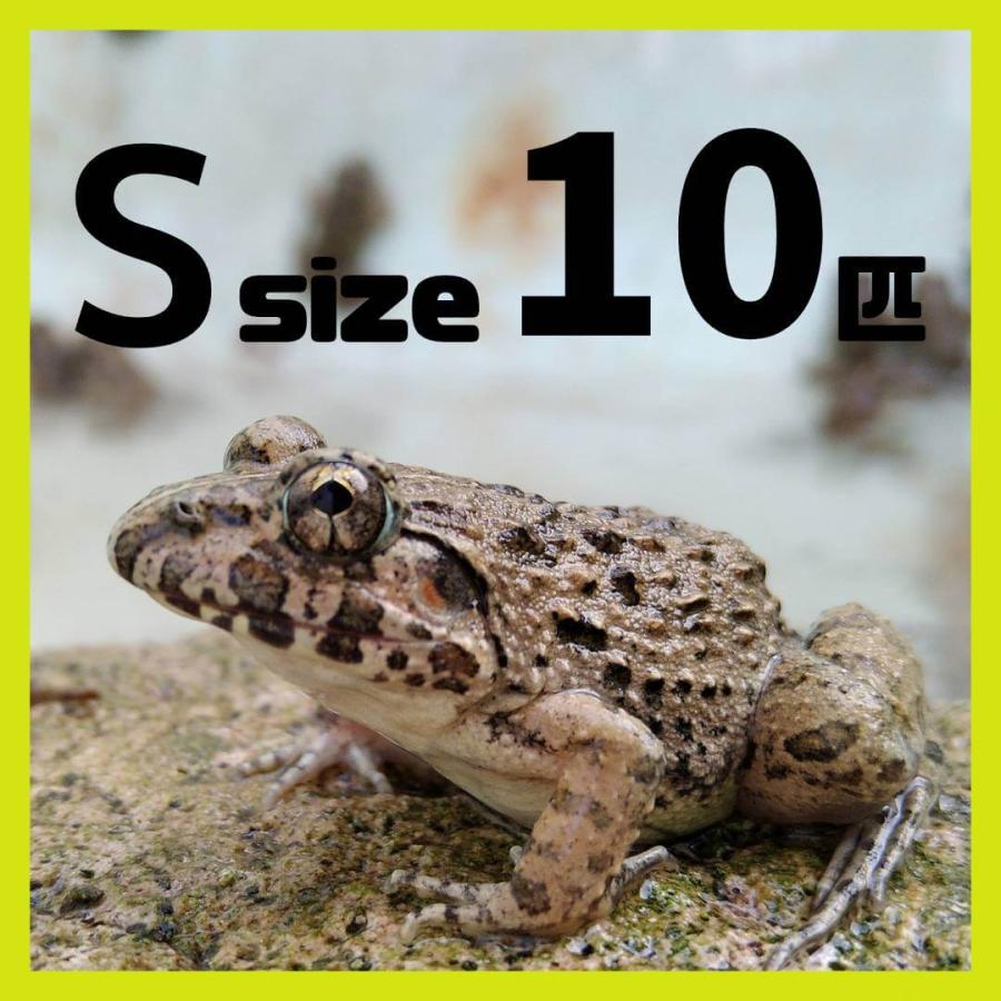 繁殖個体 活エサ ヌマガエル Sサイズ 胴長2~2.5cm 10匹 幼蛇用