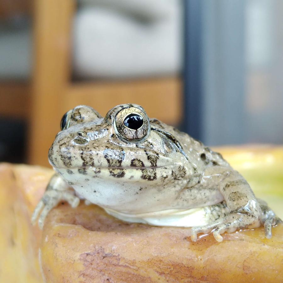 繁殖個体 活エサ ヌマガエル Sサイズ 胴長2~2.5cm 10匹 幼蛇用