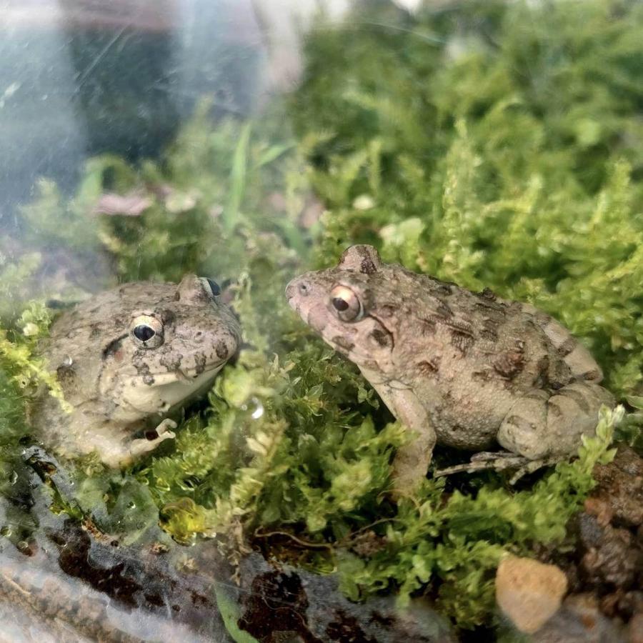 繁殖個体 活エサ ヌマガエル Sサイズ 胴長2~2.5cm 10匹 幼 繁殖個体 活エサ ヌマガエル Sサイズ 胴長2~2.5cm 10匹 幼