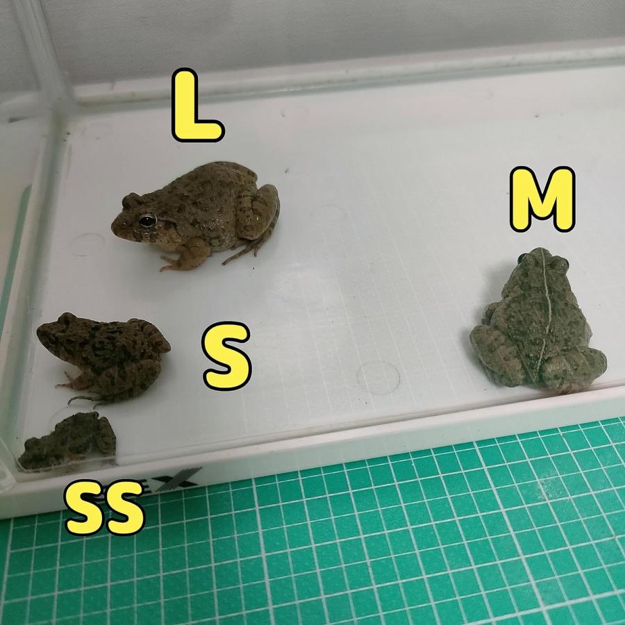 繁殖個体 活エサ ヌマガエル Sサイズ 胴長2~2.5cm 10匹 幼蛇用 生餌