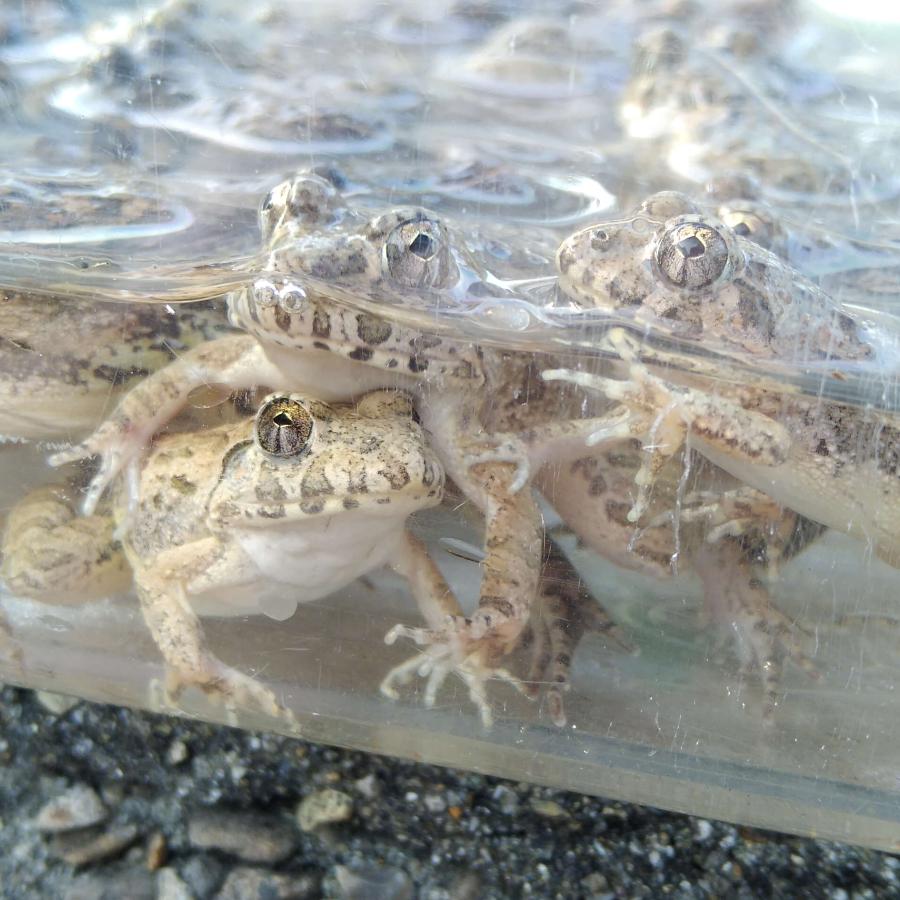 繁殖（CB）個体 活エサ ヌマガエル SSサイズ 胴長1.5~2cm 20匹 幼蛇用