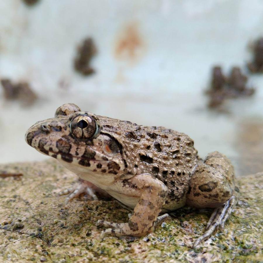 国産 冷凍カエル Mサイズ 10匹 胴長3~4cm 餌用 ヌマガエル エサ 国産 冷凍カエル Mサイズ 10匹 胴長3~4cm 餌用 ヌマガエル エサ