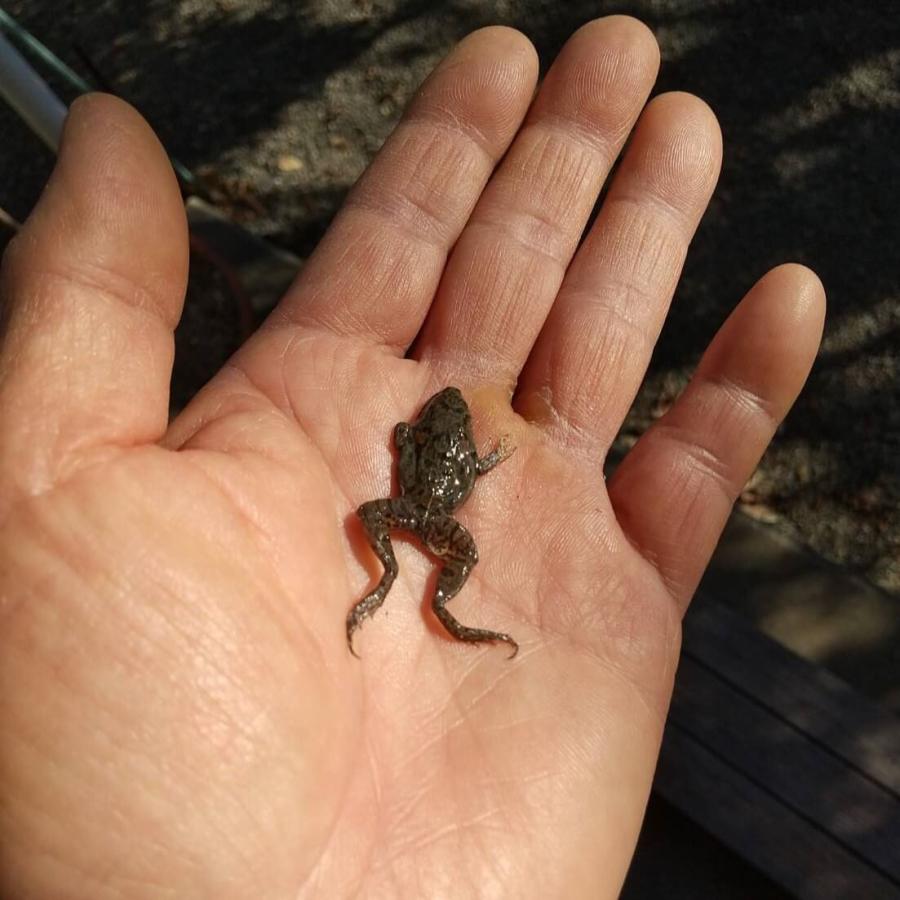 国産 冷凍カエル Mサイズ 10匹 胴長3~4cm 餌用 ヌマガエル エサ 国産 冷凍カエル Mサイズ 10匹 胴長3~4cm 餌用 ヌマガエル エサ