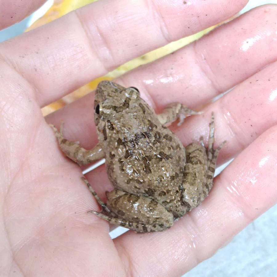 国産 冷凍カエル Mサイズ 10匹 胴長3~4cm 餌用 ヌマガエル エサ 国産 冷凍カエル Mサイズ 10匹 胴長3~4cm 餌用 ヌマガエル エサ