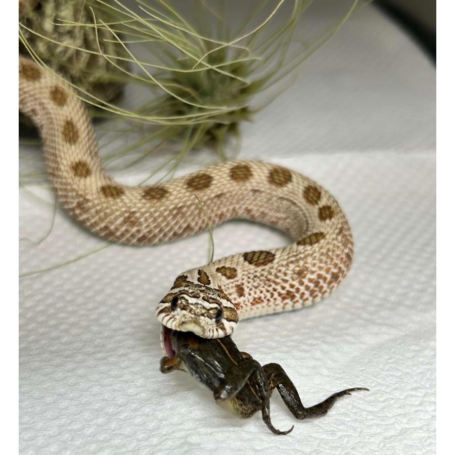 国産 冷凍カエル Sサイズ 10匹 胴長2~2.5cm 餌用 ヌマガエル