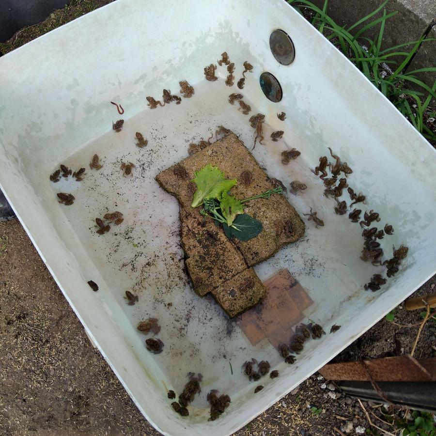 国産 冷凍カエル Sサイズ 10匹 胴長2~2.5cm 餌用 ヌマガエル