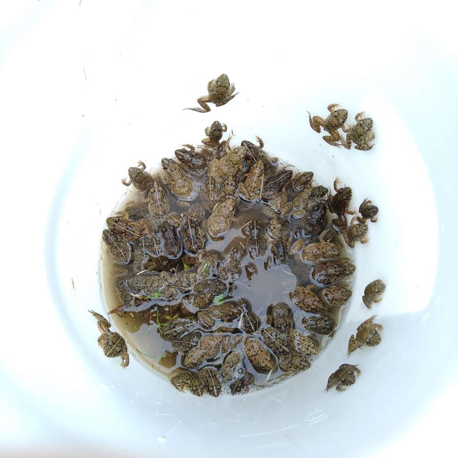 国産 冷凍カエル SMサイズ 10匹 胴長2.5~3cm 餌用 ヌマガエル エサ 国産 冷凍カエル SMサイズ 10匹 胴長2.5~3cm 餌用 ヌマガエル エサ