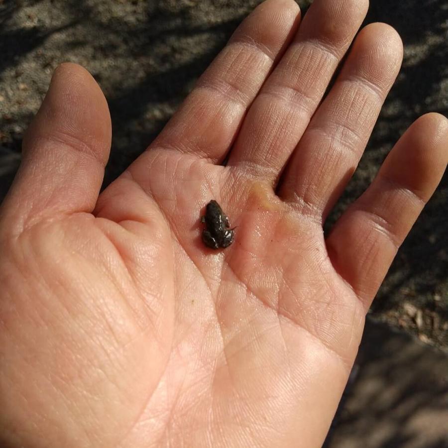 国産 冷凍カエル SSサイズ 10匹 胴長1.5~2cm 餌用 ヌマガエル エサ 国産 冷凍カエル SSサイズ 10匹 胴長1.5~2cm 餌用 ヌマガエル エサ