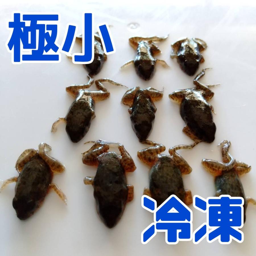 国産 冷凍カエル 極小サイズ 10匹 胴長1.5cm以下 餌用