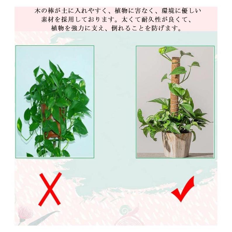 ココスティック モンステラ 支柱 ココナッツ 5本セット 園芸支柱