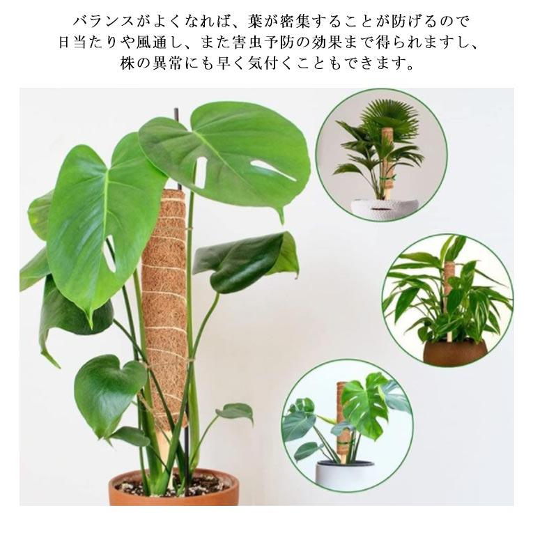 ココスティック モンステラ 支柱 ココナッツ 5本セット 園芸支柱