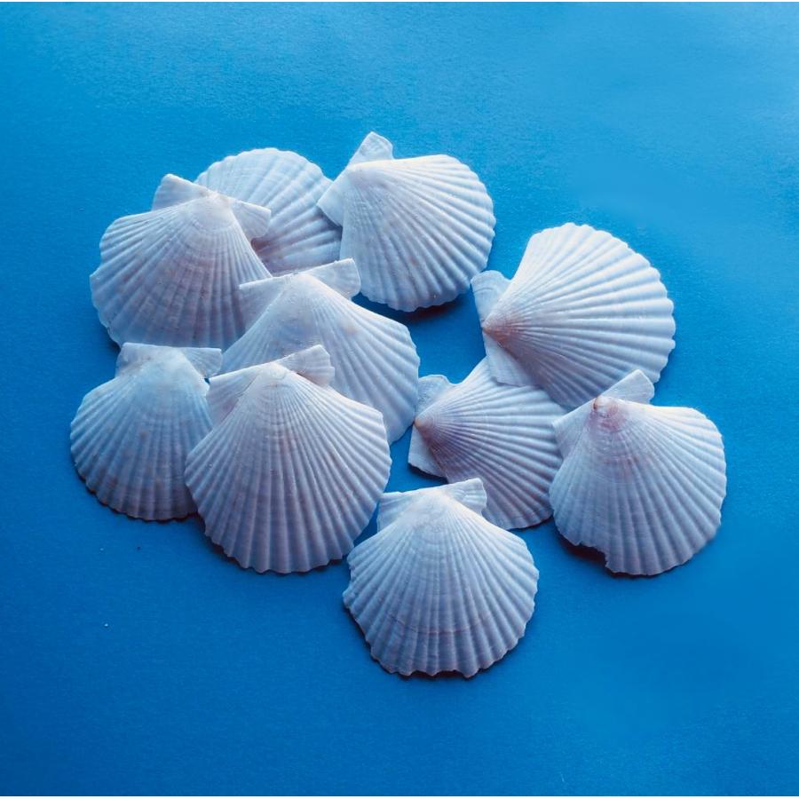 ベビーホタテ 貝殻 インテリア 水質改善 肥料 天然 水の浄化 園芸 工作 工芸 10枚セット Hotate 5set Atarime Luxury2nd 通販 Yahoo ショッピング