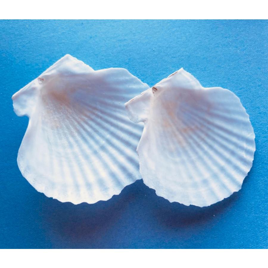 ベビーホタテ 貝殻 インテリア 水質改善 肥料 天然 水の浄化 園芸 工作 工芸 10枚セット Hotate 5set Atarime Luxury2nd 通販 Yahoo ショッピング