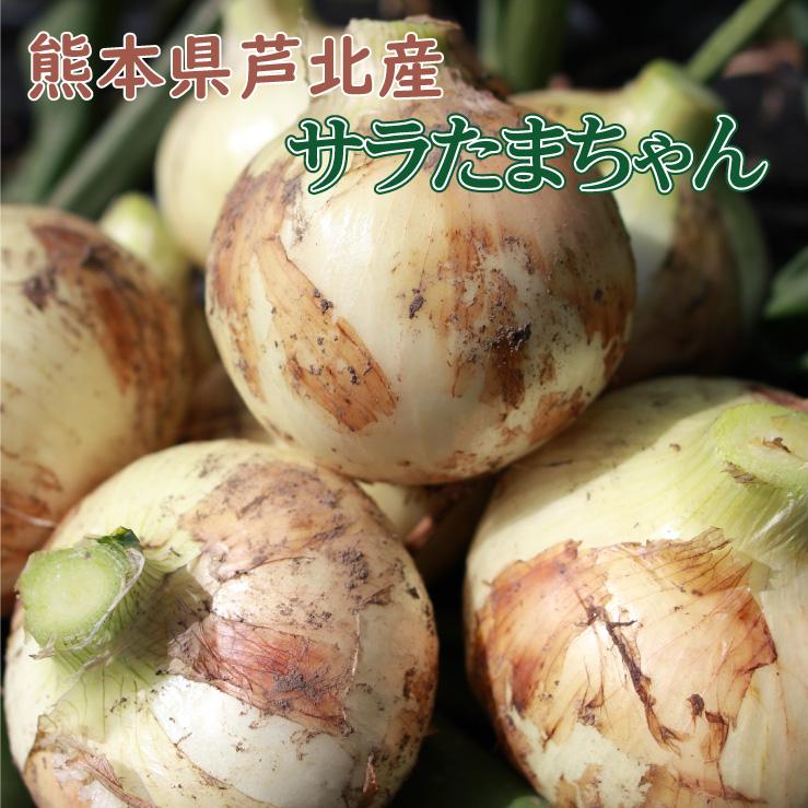 玉ねぎ/新玉ねぎ/サラダタマネギ/サラたまちゃん/サラたま/熊本県/サラ