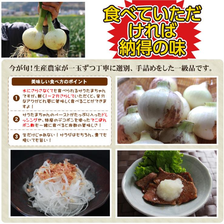 玉ねぎ/新玉ねぎ/サラダタマネギ/サラたまちゃん/サラたま/熊本 玉ねぎ/新玉ねぎ/サラダタマネギ/サラたまちゃん/サラたま/熊本