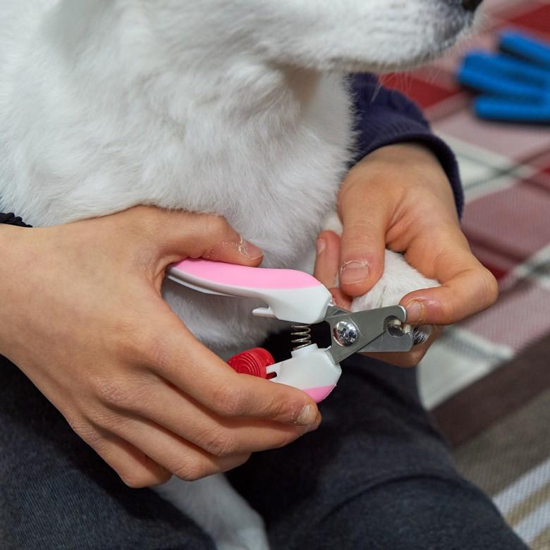今年の新作から定番まで! ペット 爪やすり サファイヤ 犬 猫 超小型犬 小型犬 お手入れ 定形外送料無料 サファイヤ爪やすり ペット用ヤスリ