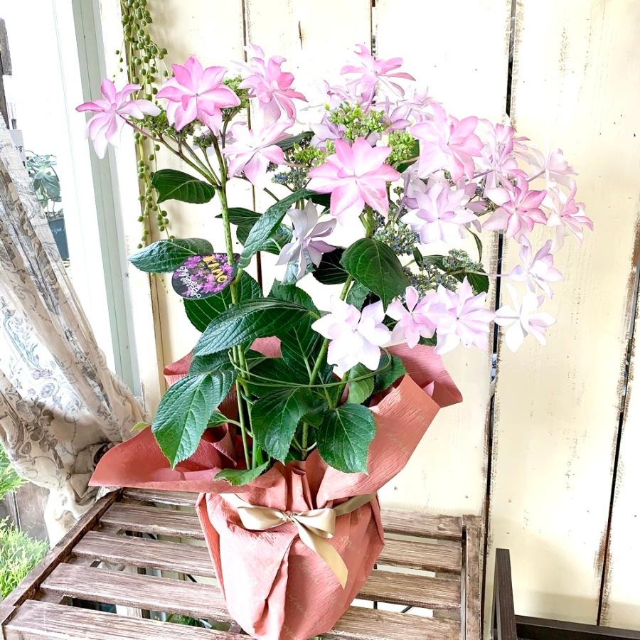 あじさいおうち時間ガクアジサイダンスパーティー5号鉢セール Aji799 あとりえ 悠然 通販 Yahoo ショッピング