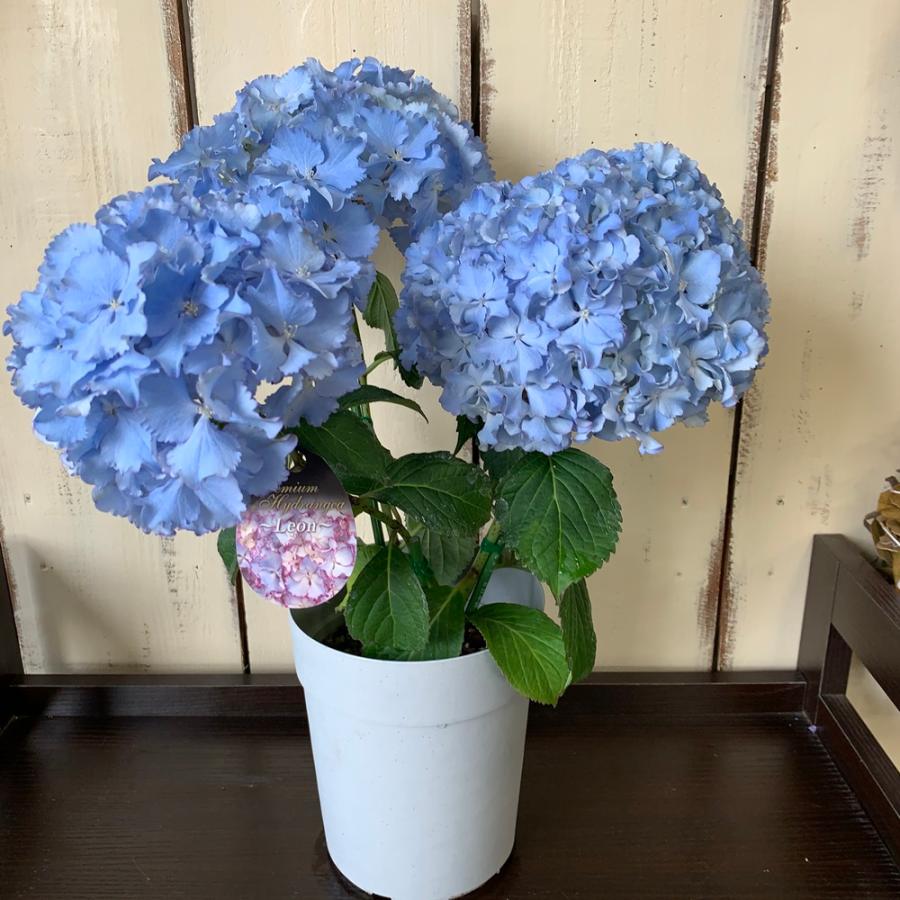 巣ごもりお家で楽しむあじさいレオン６号鉢 Ajisai あとりえ 悠然 通販 Yahoo ショッピング