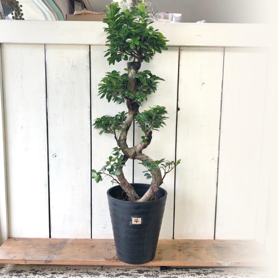 パンダガジュマル8の字仕立て台湾ガジュマル末広がり縁起物