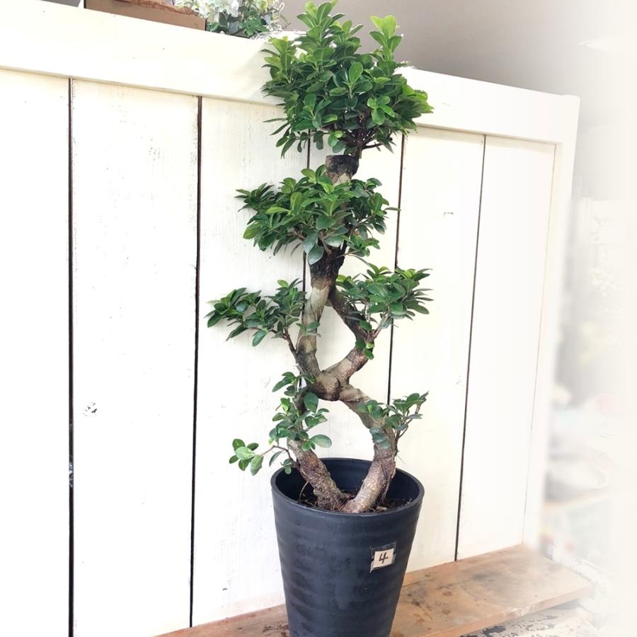 パンダガジュマル8の字仕立て台湾ガジュマル末広がり縁起物