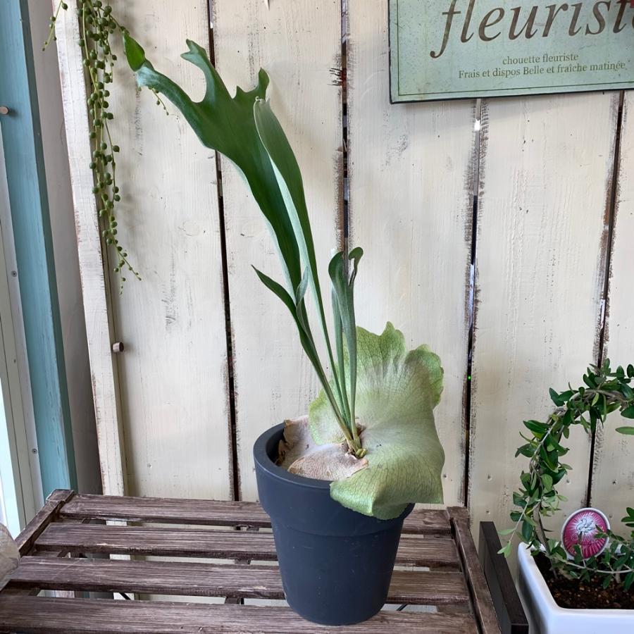 コウモリランビカクシダ６号 Green6095 あとりえ 悠然 通販 Yahoo ショッピング