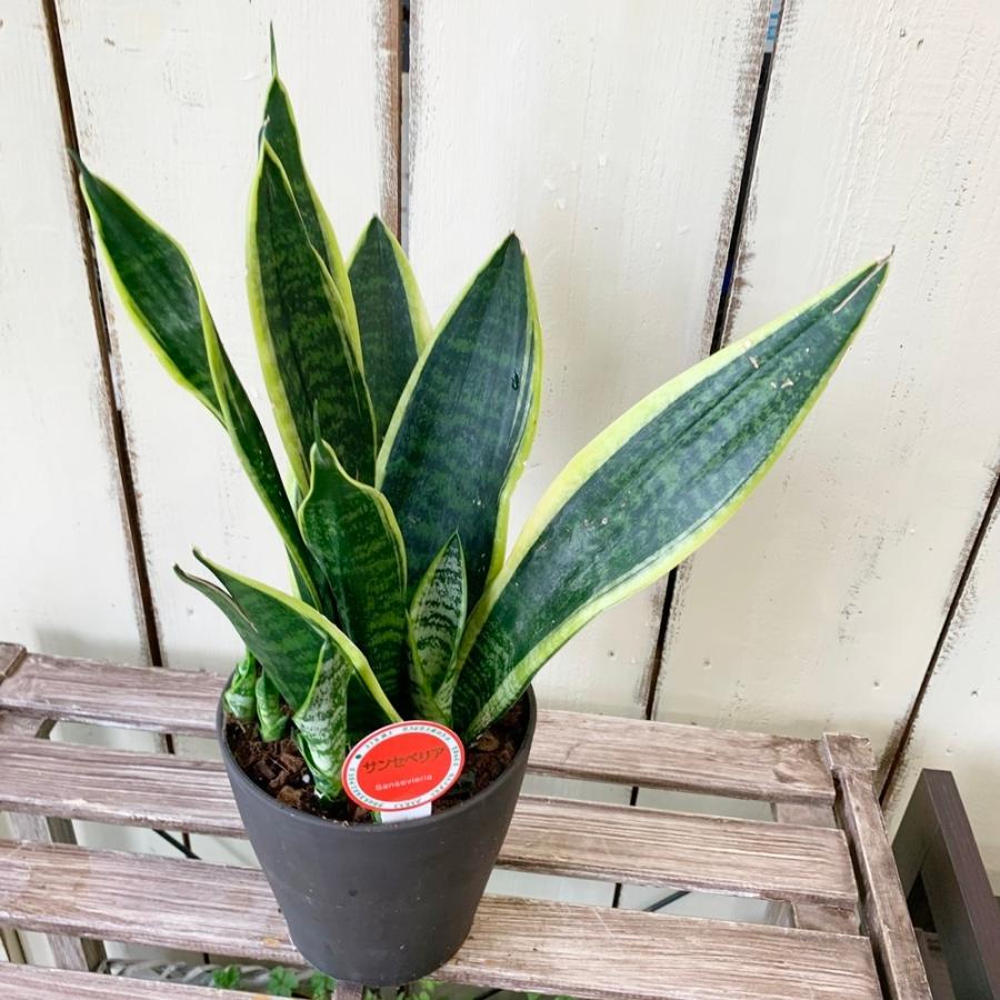サンスベリア サンセベリア 5号マイナスイオン観葉植物 Green6 あとりえ 悠然 通販 Yahoo ショッピング