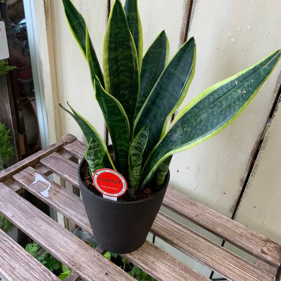 サンスベリア サンセベリア 5号マイナスイオン観葉植物 Green6 あとりえ 悠然 通販 Yahoo ショッピング