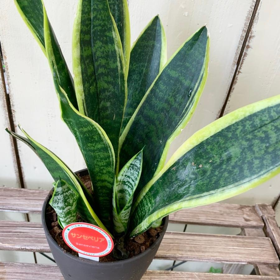 サンスベリア サンセベリア 5号マイナスイオン観葉植物 Green6 あとりえ 悠然 通販 Yahoo ショッピング