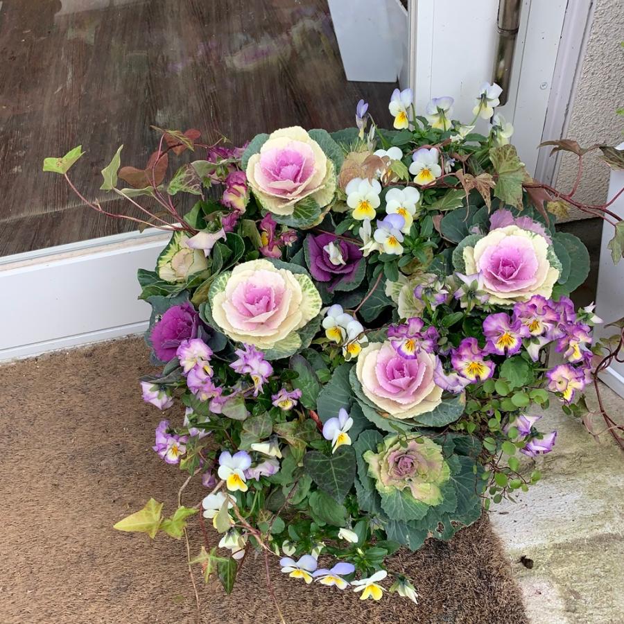 藤カゴリース夢見るパンジーれいんぼーしぇーどとハボタン寄せ植えセール Haboyose79 あとりえ 悠然 通販 Yahoo ショッピング