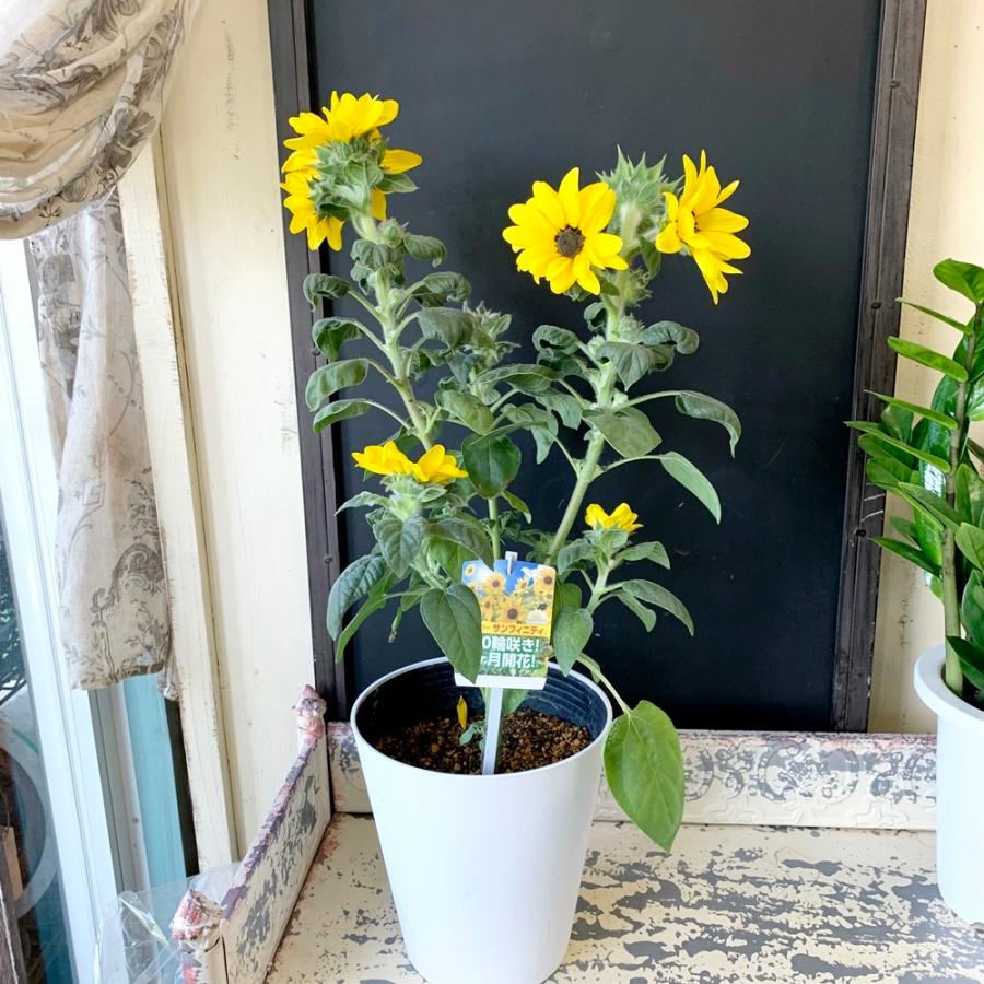 ひまわり100輪咲き驚きフラワーサンフィニティー6号ロング鉢セール Hima53 あとりえ 悠然 通販 Yahoo ショッピング