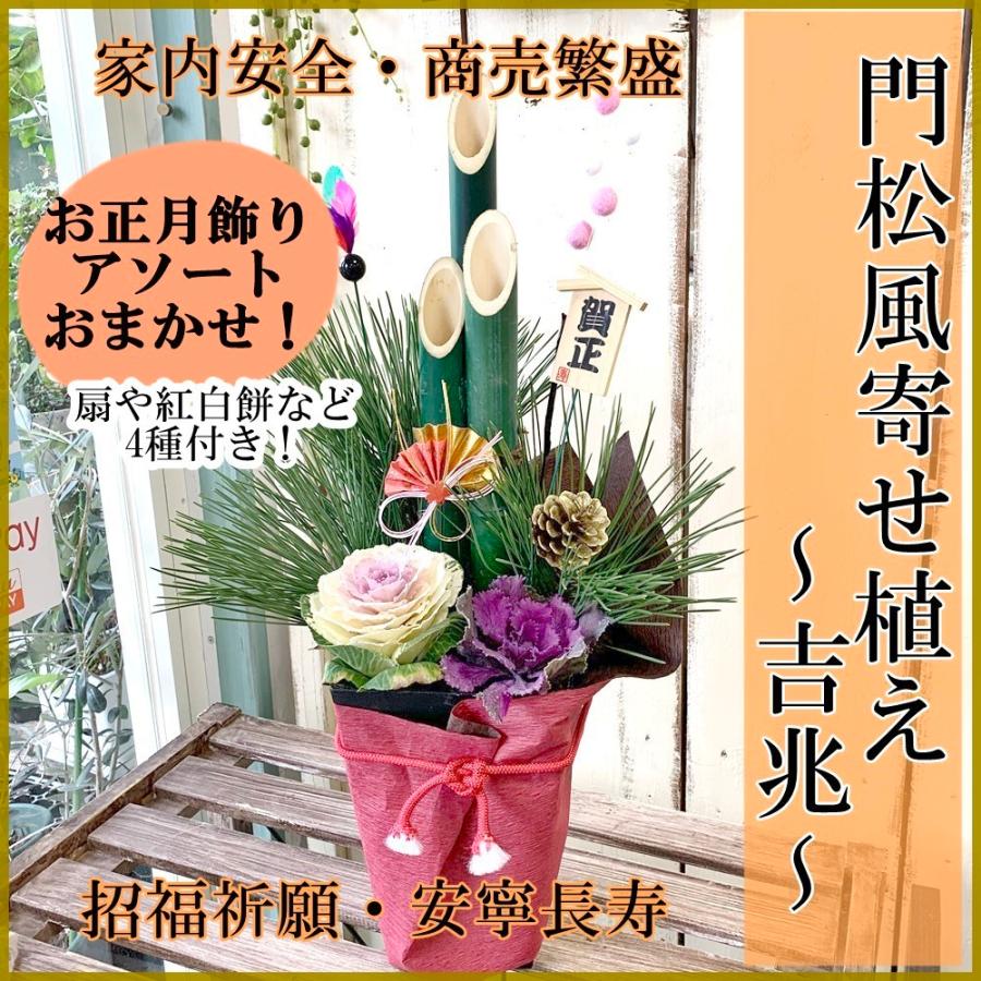 寄せ植え！(春の装ほい！)お正月用品玄関にも！ 楽天市場】お正月 玄関 寄せ 植えの通販