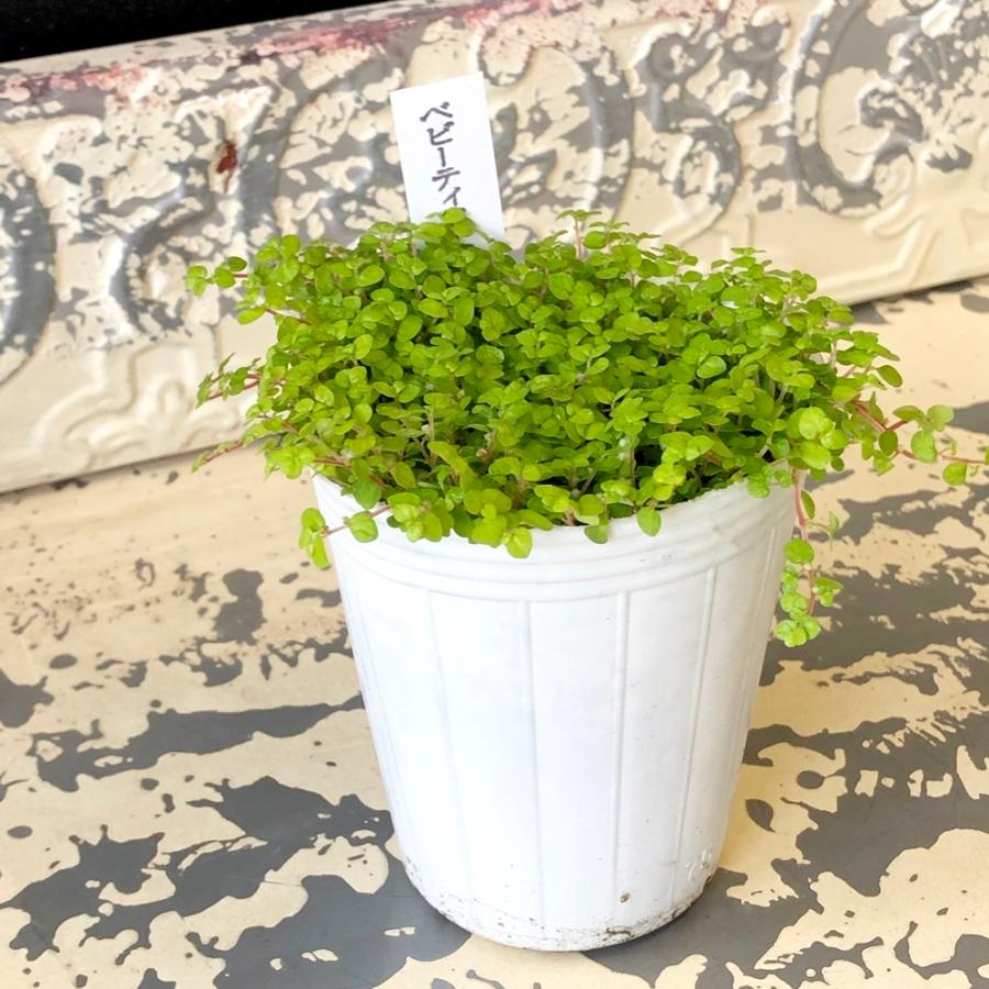 ベビーティアーズ3号ポット Kany997 あとりえ 悠然 通販 Yahoo ショッピング