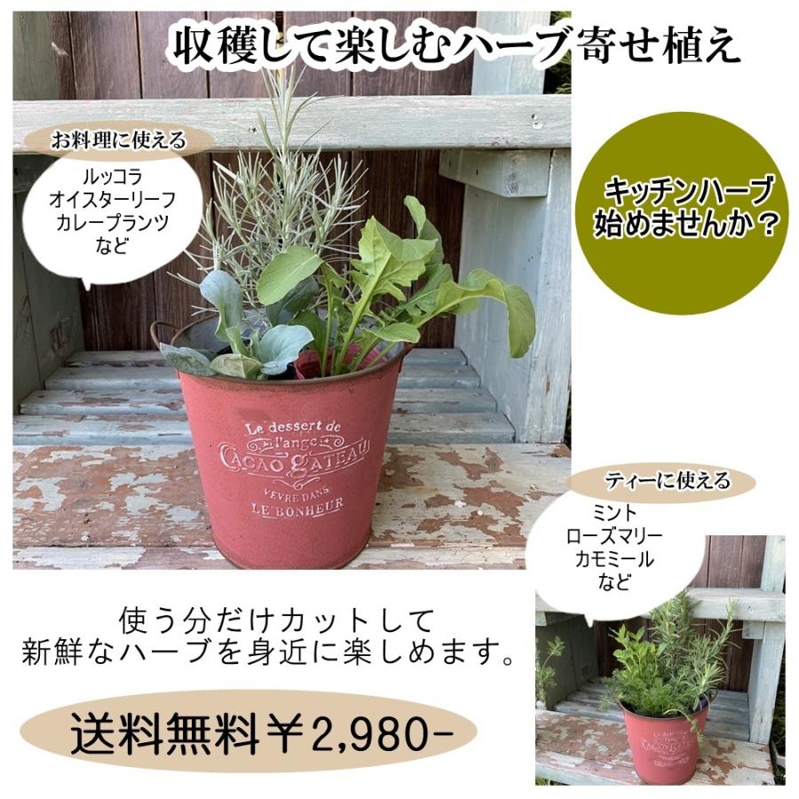収穫できるハーブ寄せ植えブリキプランター2タイプお料理 ティー Letsh4 あとりえ 悠然 通販 Yahoo ショッピング