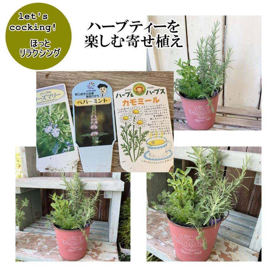 収穫できるハーブ寄せ植えブリキプランター2タイプお料理 ティー Letsh4 あとりえ 悠然 通販 Yahoo ショッピング