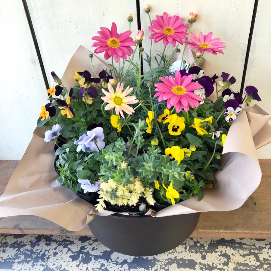 季節のおまかせ花寄せ鉢バスケットM 誕生日 敬老の日 記念日 花