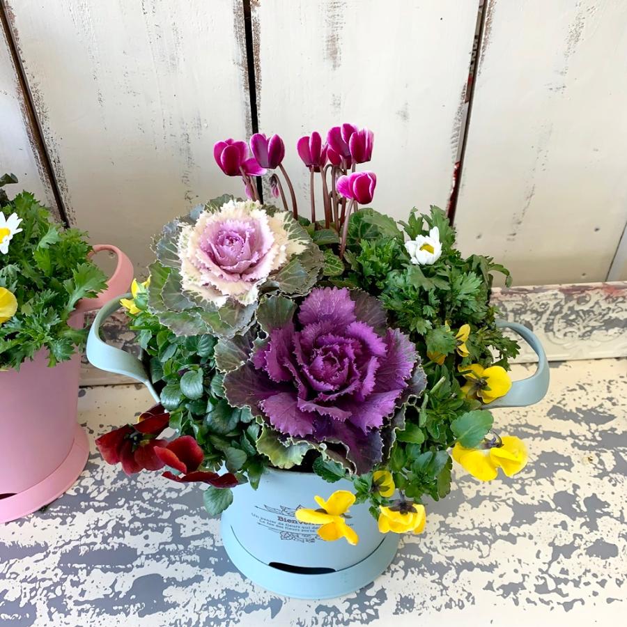 ガーデンシクラメンと葉牡丹パステルバスケット寄せ植え選べる3タイプ Pastel32 あとりえ 悠然 通販 Yahoo ショッピング