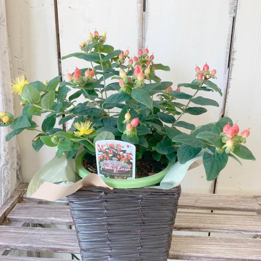 ヒペリカムジュエリーシリーズ５号鉢 Pipe5 あとりえ 悠然 通販 Yahoo ショッピング