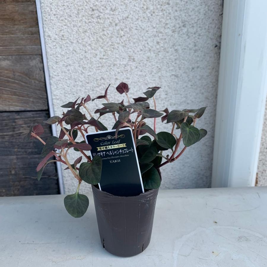 リシマキアペルシャンチョコレート2 5号ポットカラーリーフ Risimakiape1 あとりえ 悠然 通販 Yahoo ショッピング