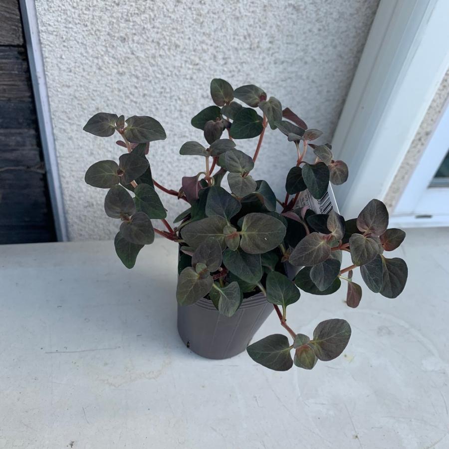 リシマキアペルシャンチョコレート2 5号ポットカラーリーフ Risimakiape1 あとりえ 悠然 通販 Yahoo ショッピング