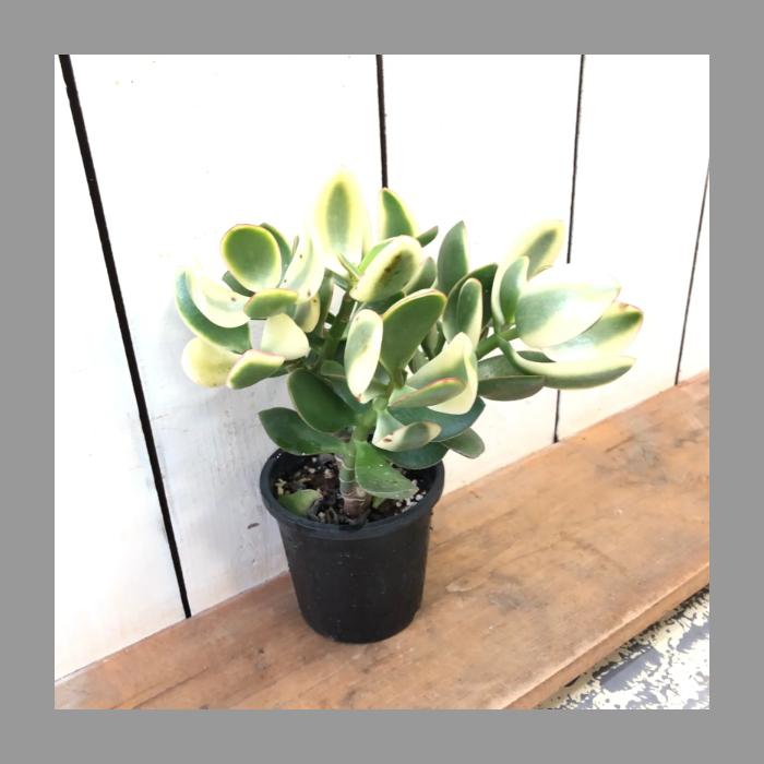 斑入り花月キラメキ金のなる木多肉植物4号鉢 : あとりえ・悠然 - 通販