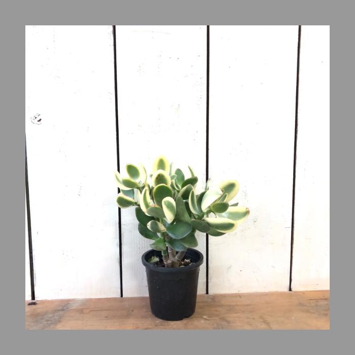 斑入り花月キラメキ金のなる木多肉植物4号鉢 : あとりえ・悠然 - 通販