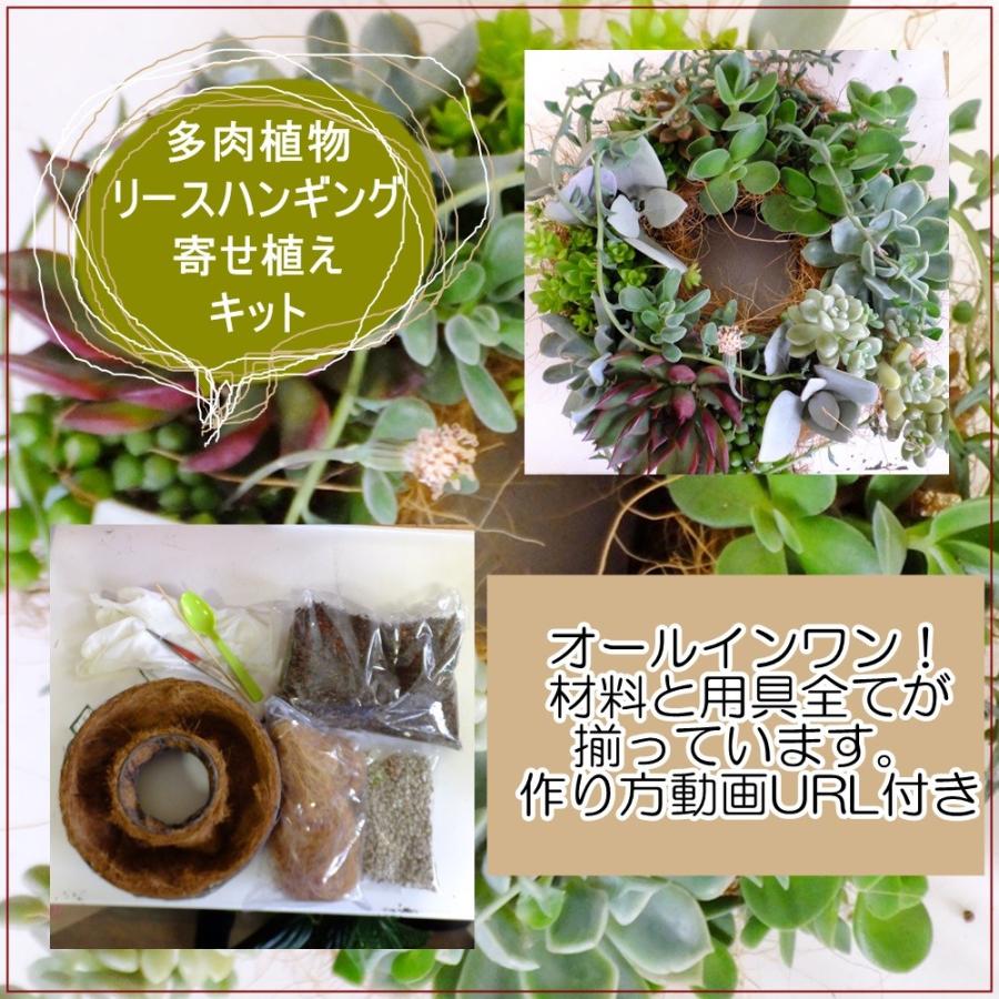 多肉植物リースハンギング寄せ植えキット Taniku435 あとりえ 悠然 通販 Yahoo ショッピング