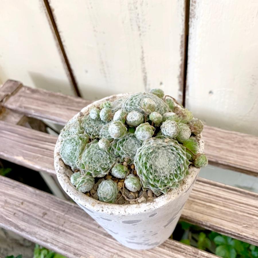 センペルビウム巻絹シルキープラネット多肉植物アンティーク風鉢 Taniku5564 あとりえ 悠然 通販 Yahoo ショッピング