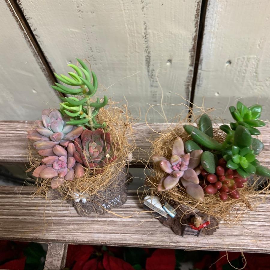 ★多肉植物　寄せ植え〜どんぐりちゃんの切り株寄せ　セットで〜★ ☆多肉植物 寄せ植え〜どんぐりちゃんの切り株寄せ セットで〜☆