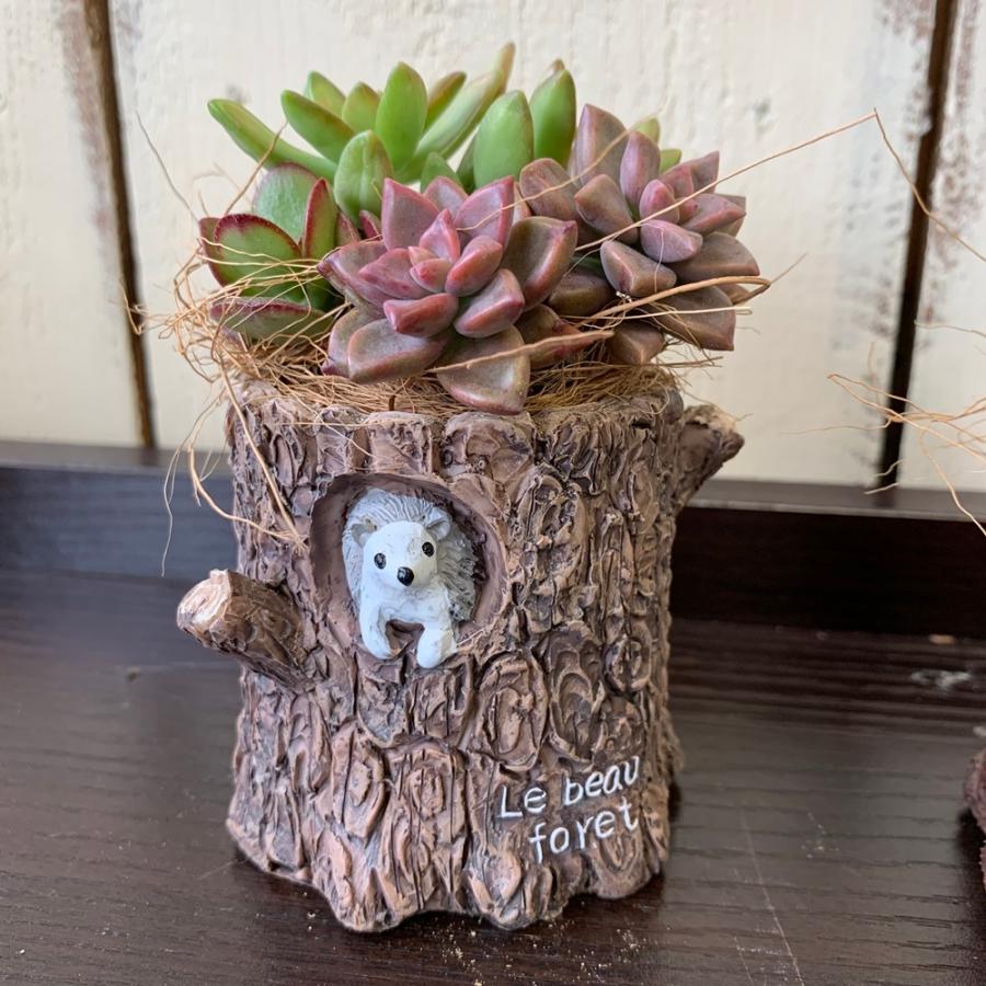 ★多肉植物　寄せ植え〜どんぐりちゃんの切り株寄せ　セットで〜★ ☆多肉植物 寄せ植え〜どんぐりちゃんの切り株寄せ セットで〜