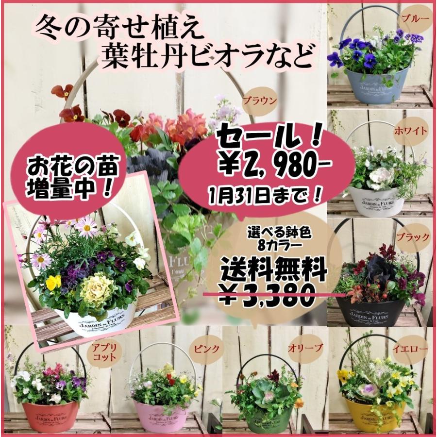 冬の寄せ植え葉牡丹ビオラなど選べる鉢8カラーお花の苗増量中 Yose1107 あとりえ 悠然 通販 Yahoo ショッピング