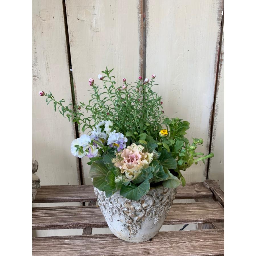 夢見るパンジーれいんぼーしぇーどと葉牡丹寄せ植えホワイトテラコッタセール Yose431 あとりえ 悠然 通販 Yahoo ショッピング